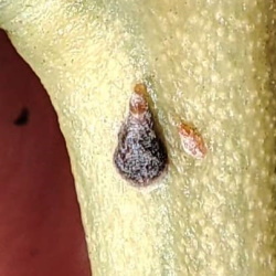 Lepidosaphes ulmi